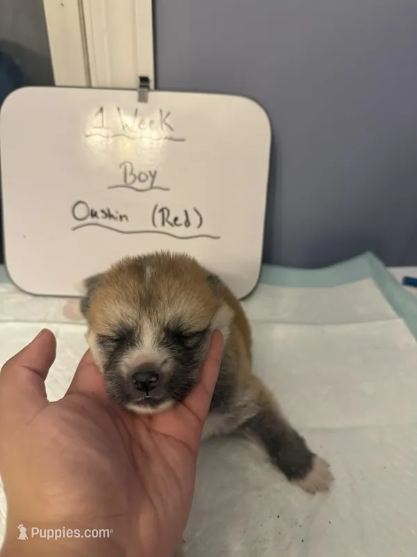 Oushin, a male Japanese Akita for sale in Hubert, NC – Photo 1 of 5
