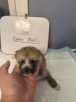 Oushin, a male Japanese Akita for sale in Hubert, NC – Photo 1 of 5