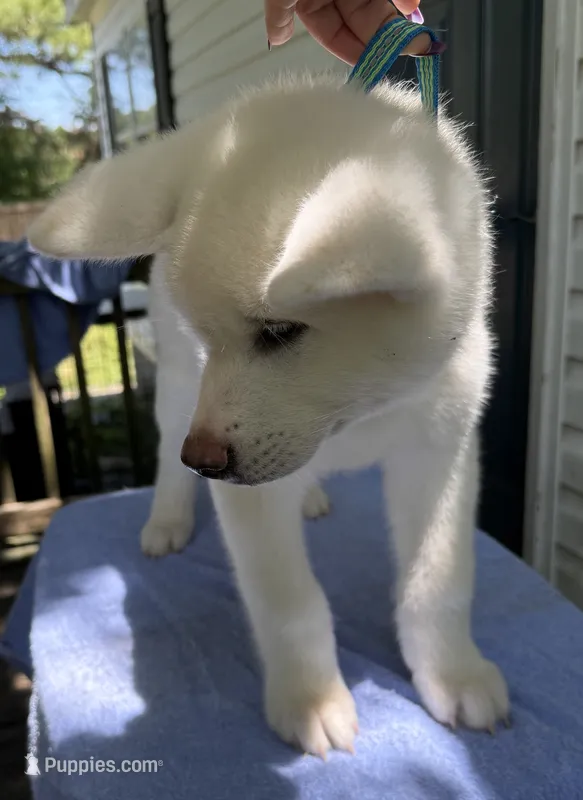 Pikku – Japanese Akita puppy for sale in Hubert, NC