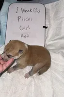 Piichi, a female Japanese Akita for sale in Hubert, NC – Photo 3 of 7