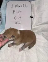 Piichi, a female Japanese Akita for sale in Hubert, NC – Photo 5 of 7