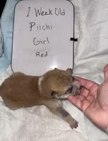 Piichi, a female Japanese Akita for sale in Hubert, NC – Photo 4 of 7