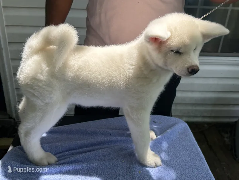 Pika – Japanese Akita puppy for sale in Hubert, NC