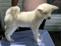 Pika, a female Japanese Akita for sale in Hubert, NC – 1 of 10