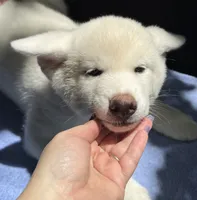 Pika, a female Japanese Akita for sale in Hubert, NC – 3 of 10