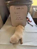 Quri , a female Japanese Akita for sale in Hubert, NC – Photo 2 of 7