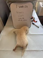 Quri , a female Japanese Akita for sale in Hubert, NC – Photo 5 of 7