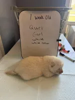 Quri , a female Japanese Akita for sale in Hubert, NC – Photo 4 of 7