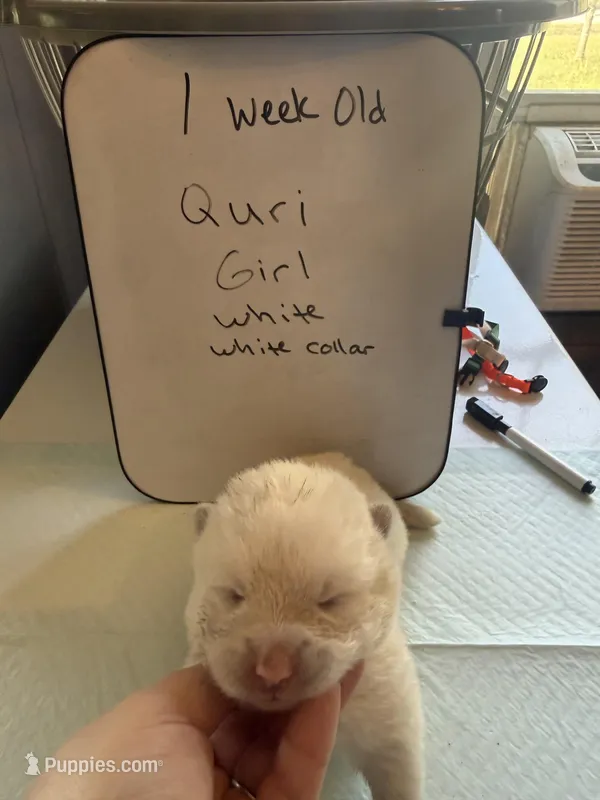 Quri  – Japanese Akita puppy for sale in Hubert, NC