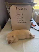 Quri , a female Japanese Akita for sale in Hubert, NC – Photo 3 of 7