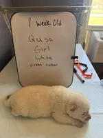 Qusa , a female Japanese Akita for sale in Hubert, NC – Photo 3 of 7