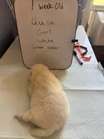 Qusa , a female Japanese Akita for sale in Hubert, NC – Photo 4 of 7