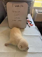 Qusa , a female Japanese Akita for sale in Hubert, NC – Photo 5 of 7