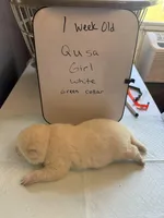 Qusa , a female Japanese Akita for sale in Hubert, NC – Photo 2 of 7