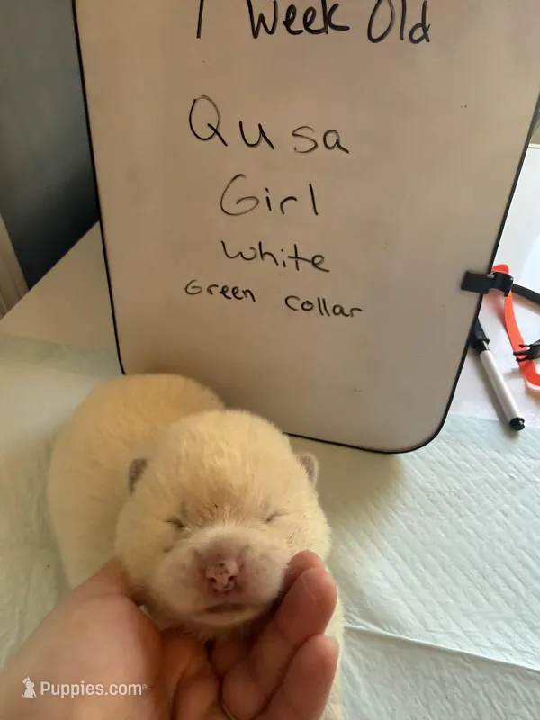 Qusa  – Japanese Akita puppy for sale in Hubert, NC