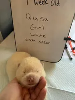 Qusa , a female Japanese Akita for sale in Hubert, NC – Photo 1 of 7