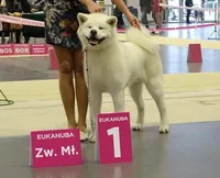 Qusa , a female Japanese Akita for sale in Hubert, NC – Photo 7 of 7