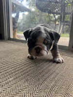 Chato, a male English Bulldog for sale in Los Banos, CA – 3 of 3
