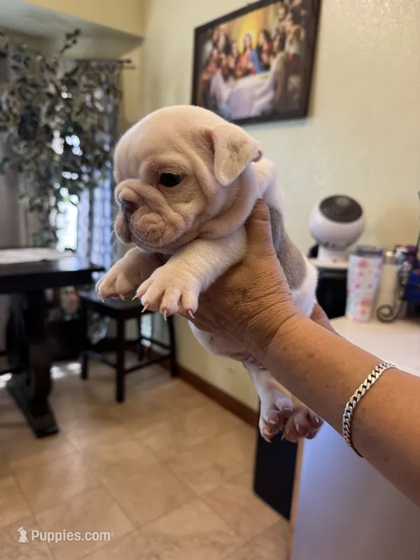 White – English Bulldog puppy for sale in Los Banos, CA