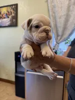 White, a male English Bulldog for sale in Los Banos, CA – 3 of 3