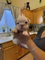 White, a male English Bulldog for sale in Los Banos, CA – 2 of 3
