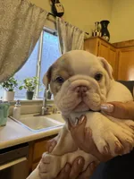 Blue, a male English Bulldog for sale in Los Banos, CA – 2 of 3