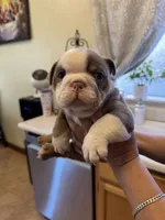 Grey, a male English Bulldog for sale in Los Banos, CA – 2 of 2