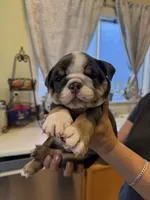 Chato, a male English Bulldog for sale in Los Banos, CA – 1 of 3