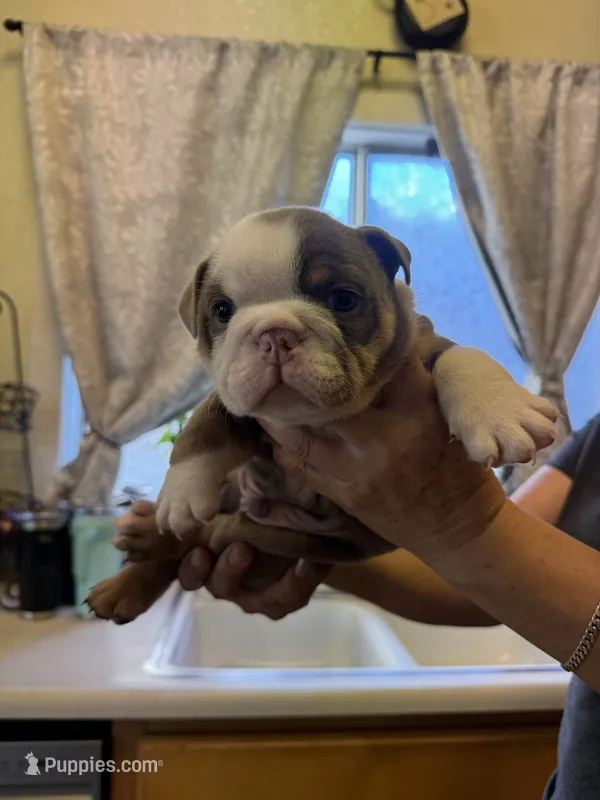 Grey – English Bulldog puppy for sale in Los Banos, CA
