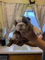 Grey, a male English Bulldog for sale in Los Banos, CA – 1 of 2