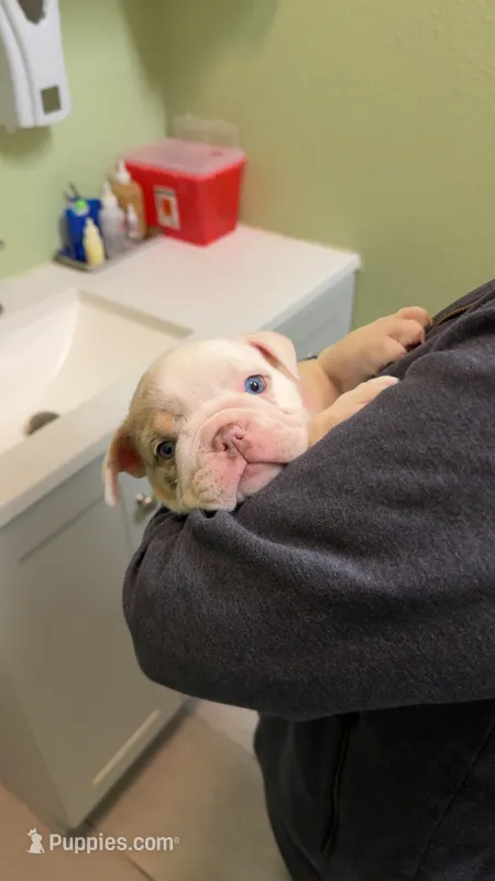Blue – English Bulldog puppy for sale in Los Banos, CA