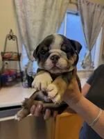 Chato, a male English Bulldog for sale in Los Banos, CA – 2 of 3