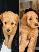 AMBER, a female Goldendoodle for sale in Fullerton, CA – 2 of 2