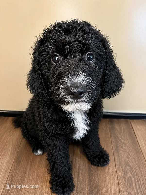 Cooper, a male Goldendoodle for sale in Fullerton, CA – 1 of 1