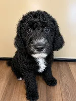 Cooper, a male Goldendoodle for sale in Fullerton, CA – 1 of 1