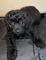 Raven, a female Goldendoodle for sale in Fullerton, CA – 1 of 1