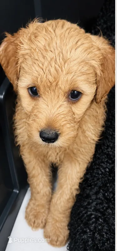 AMBER – Goldendoodle puppy for sale in Fullerton, CA