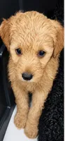 AMBER, a female Goldendoodle for sale in Fullerton, CA – 1 of 2