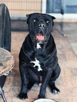 Onyx, a male Cane Corso for sale in Lehigh Acres, FL – Photo 5 of 5