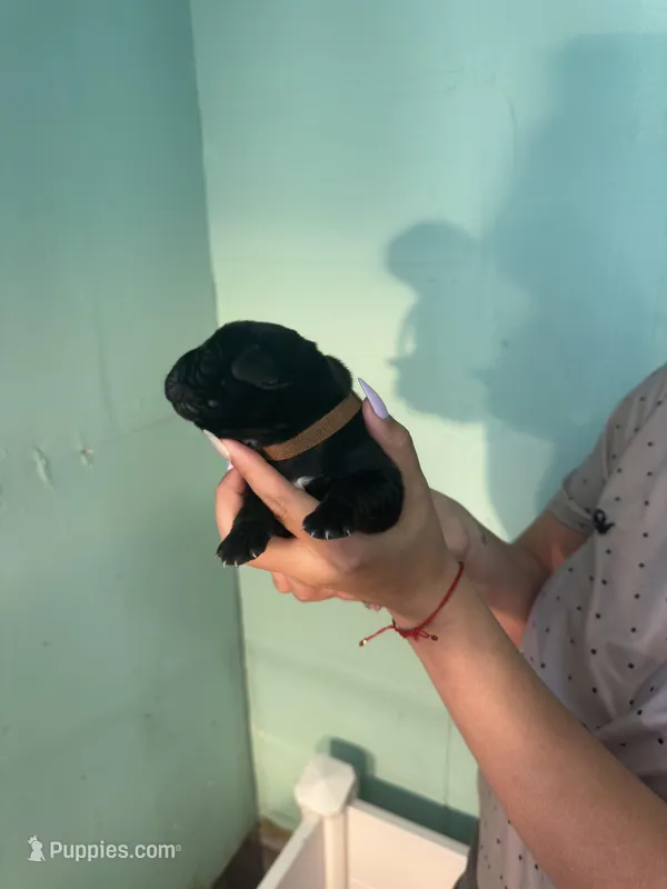 Onyx – Cane Corso puppy for sale in Lehigh Acres, FL