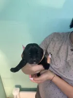 Onyx, a male Cane Corso for sale in Lehigh Acres, FL – Photo 2 of 5