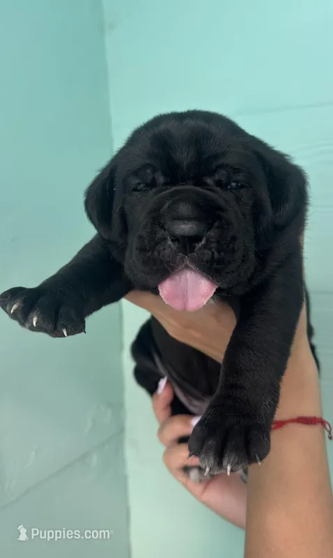 Ragnar – Cane Corso puppy for sale in Lehigh Acres, FL