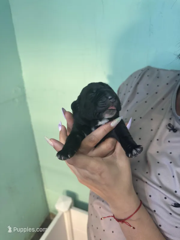 Donatelo – Cane Corso puppy for sale in Lehigh Acres, FL