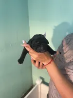 Donatelo, a male Cane Corso for sale in Lehigh Acres, FL – Photo 2 of 5