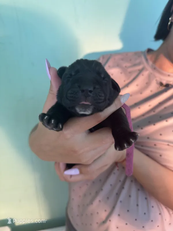 Bagheera – Cane Corso puppy for sale in Lehigh Acres, FL