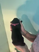 Bagheera, a female Cane Corso for sale in Lehigh Acres, FL – Photo 2 of 4