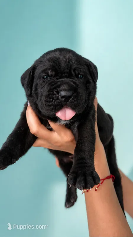 Bagheera – Cane Corso puppy for sale in Lehigh Acres, FL