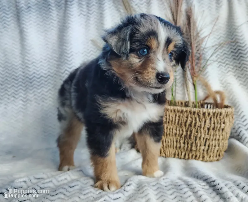Ozzy  – Miniature Australian Shepherd puppy for sale in Fredericksburg, OH