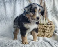 Ozzy , a male Miniature Australian Shepherd for sale in Fredericksburg, OH – 5 of 6