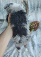 Bluebelle, a female Miniature Australian Shepherd for sale in Fredericksburg, OH – 5 of 5